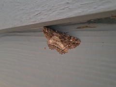 Neoalcis californiaria