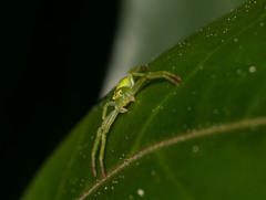 Diaea