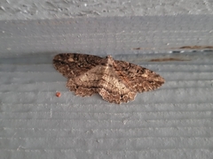 Neoalcis californiaria