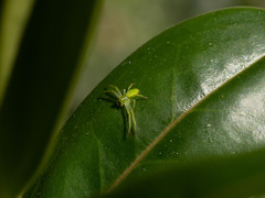 Diaea
