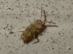 Entomobryomorpha