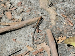 Holcosus quadrilineatus