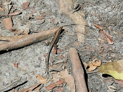 Holcosus quadrilineatus