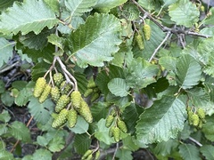 Alnus incana