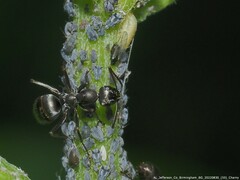 Aphis