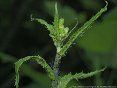Aphis