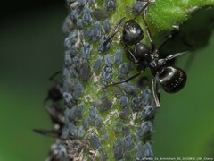 Aphis