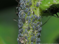 Aphis
