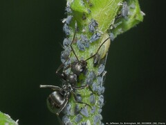 Aphis