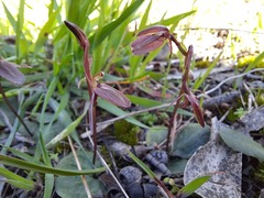 Cyrtostylis