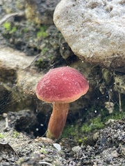 Hortiboletus