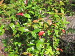 Vaccinium ovatum