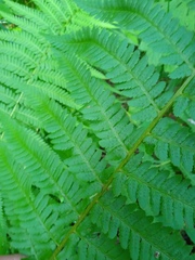 Dryopteridoideae