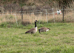 Branta canadensis maxima