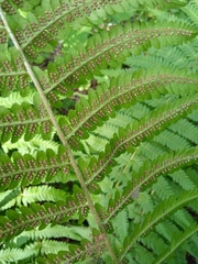Dryopteridoideae