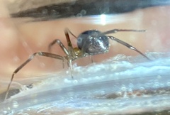Steatoda grossa