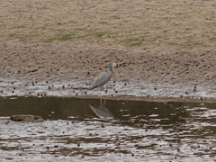 Egretta novaehollandiae novaehollandiae