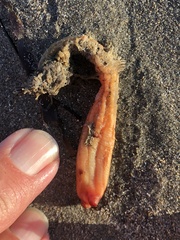 Styela montereyensis