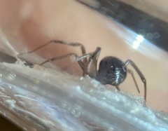 Steatoda grossa