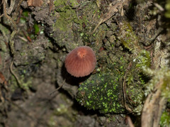 Mycena mariae