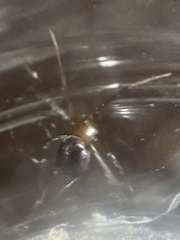 Steatoda grossa