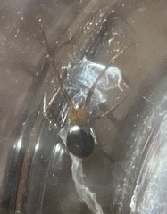 Steatoda grossa