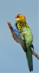 Platycercus eximius x adscitus