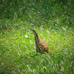 Botaurus lentiginosus