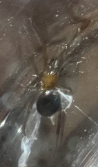 Steatoda grossa
