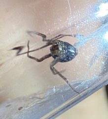 Steatoda grossa