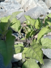 Solanum americanum
