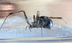 Steatoda grossa