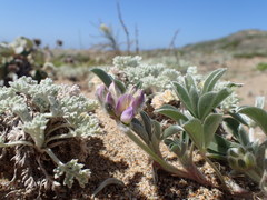 Lupinus tidestromii