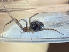Steatoda grossa