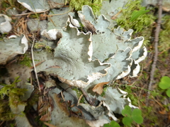 Peltigera aphthosa