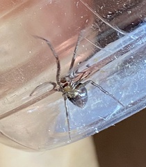 Steatoda grossa