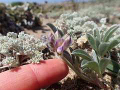 Lupinus tidestromii