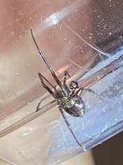 Steatoda grossa