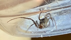 Steatoda grossa