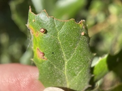 Dryocosmus minusculus