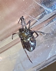 Steatoda grossa