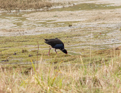 Porphyrio melanotus melanotus