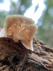 Pleurocybella porrigens