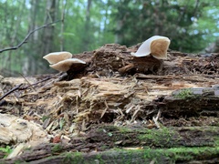 Pleurocybella porrigens