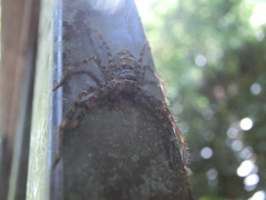 Heteropoda venatoria