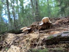 Pleurocybella porrigens