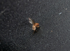 Entomophthora muscae