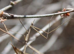 Parabacillus hesperus