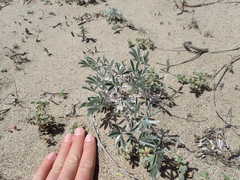 Lupinus tidestromii
