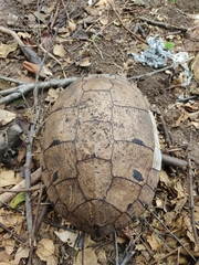 Trachemys venusta cataspila